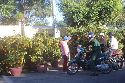 Cúc, quất cháy hàng, giá tăng 400.000 đ/chậu vẫn không có bán